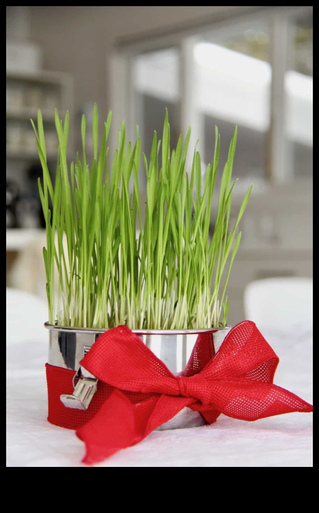 אהבה ירוקה: מתנות גינון לחובבי טבע ולנטיינס