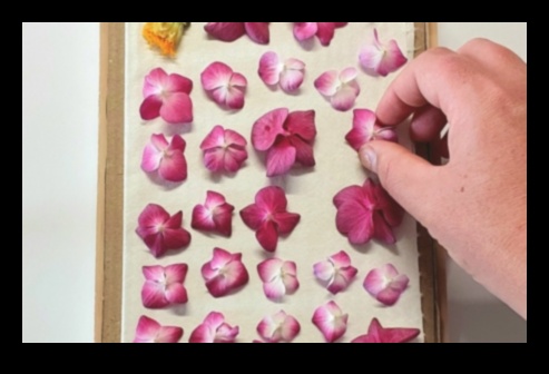 מנייר לעלי כותרת: שליטה באמנות תכנון הגינה