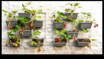 פריחת העיר: טיפים לגינון עירוני לחללים קטנים