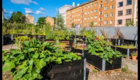 לגדול בכל מקום: רעיונות לגינון עירוני המשגשגים